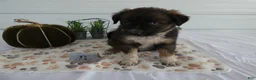 Mixed Breed dogs for sale: Mixed Breed 8 Veronica - Ad 3