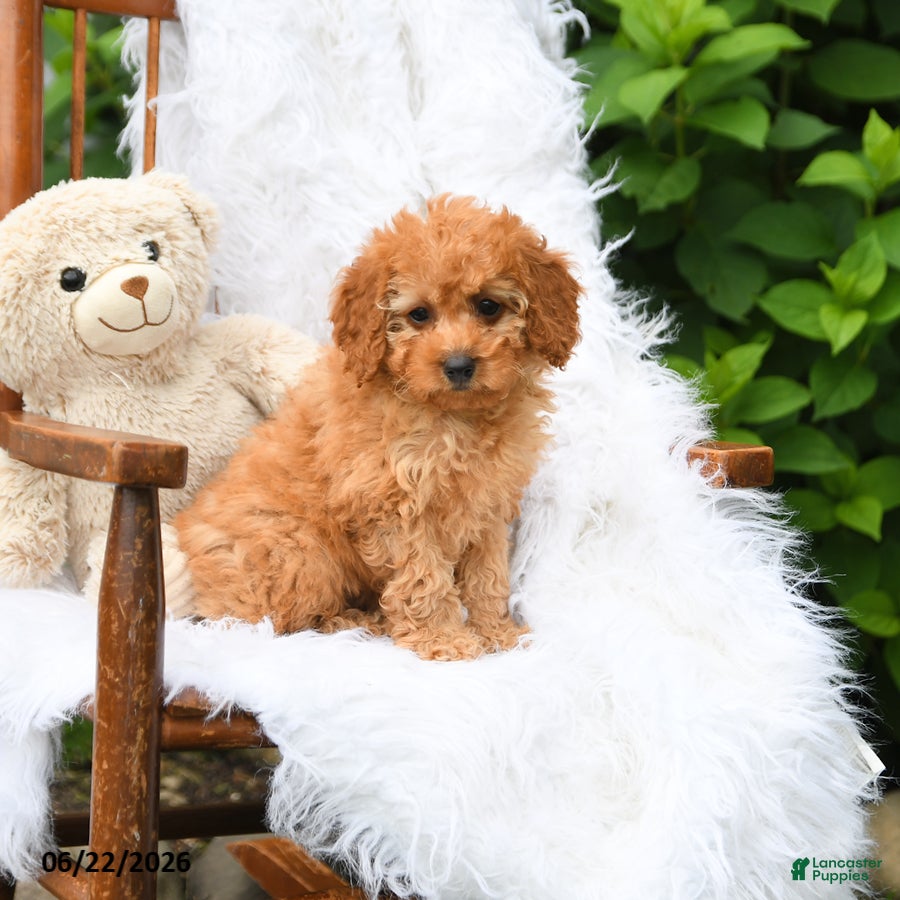 Mini Aussiedoodle dogs Macey - Ad 1