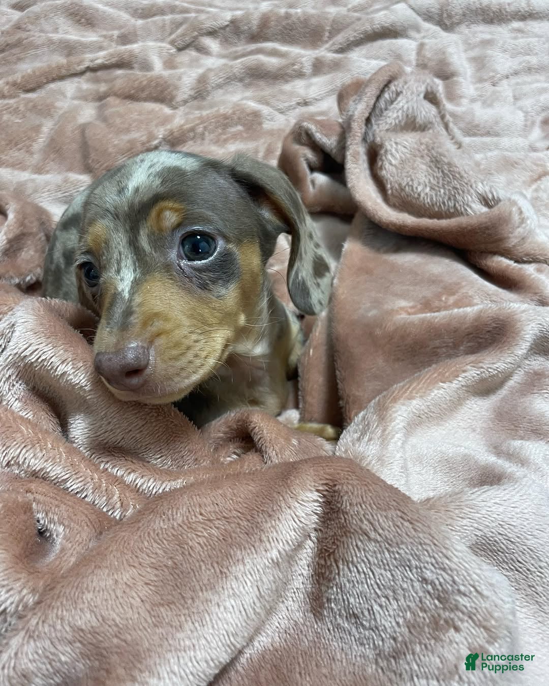Miniature Dachshund dogs Miniature Dachshund Puppy 1 - Ad 5