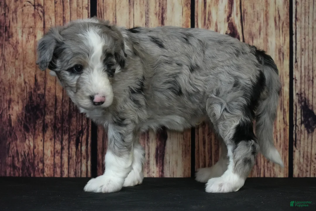 Sheepadoodle dogs for sale: Sheepadoodle Puppy 4 - Ad 3