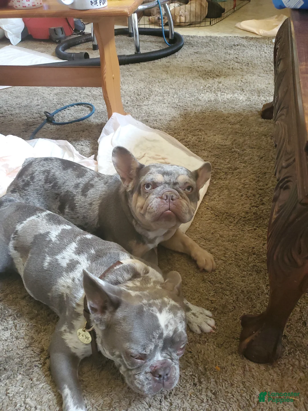 French Bulldog dogs for sale: Creamy - Ad 5