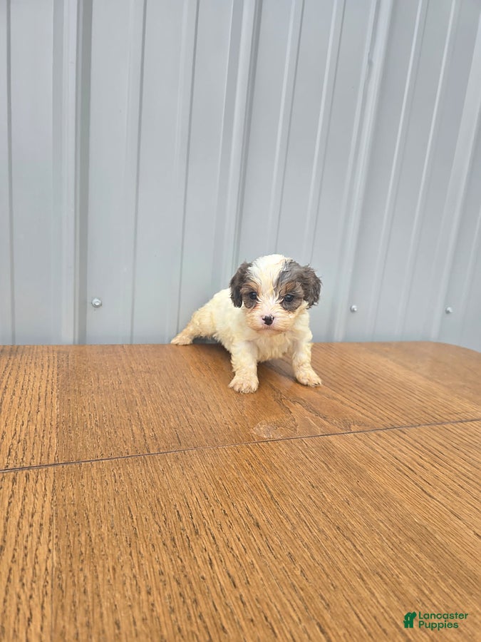 Cavapoo dogs Bella - Ad 2