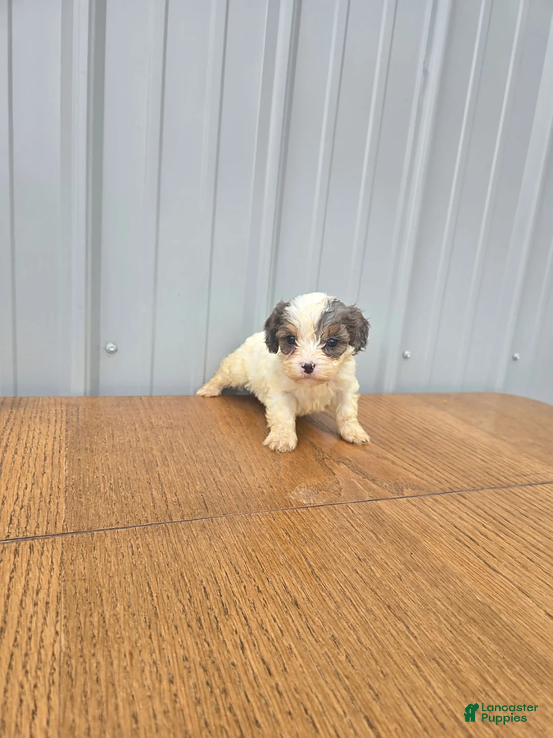 Cavapoo dogs for sale: Bella - Ad 2