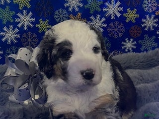 Bernedoodle dogs Rena - Ad 1