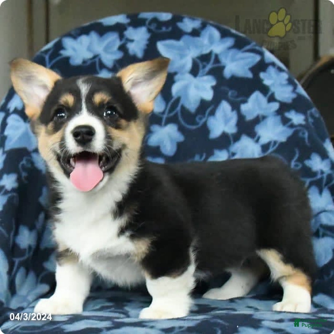 Gallery Image {{count}}