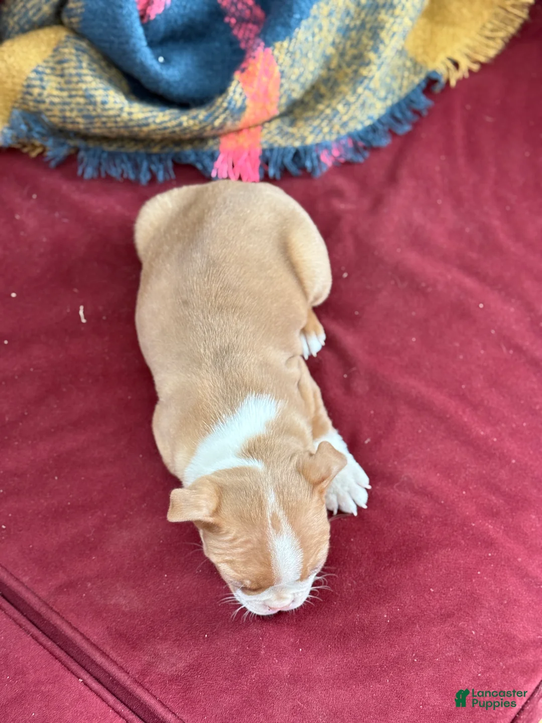 Boston Terrier dogs for sale: Bonny - Ad 11