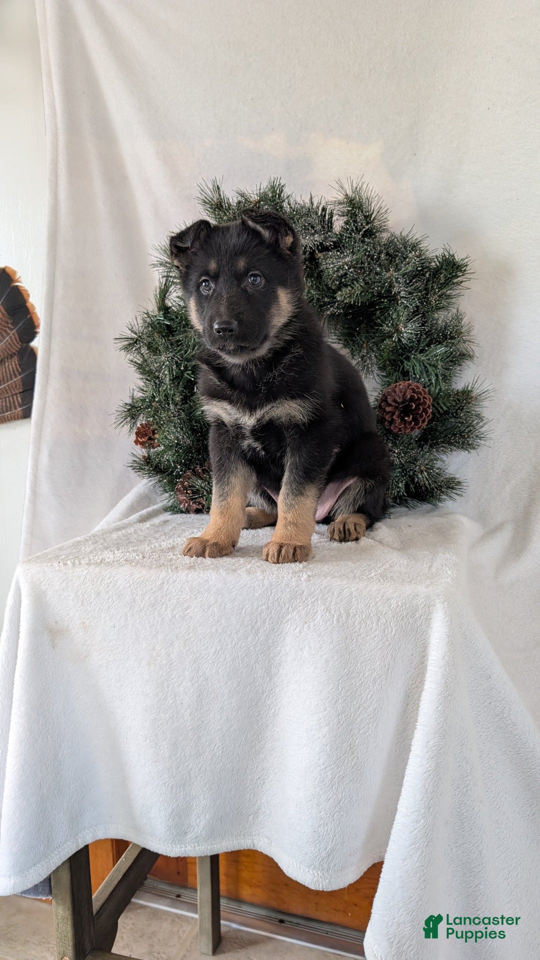 German Shepherd dogs for sale: Gail  - Ad 7