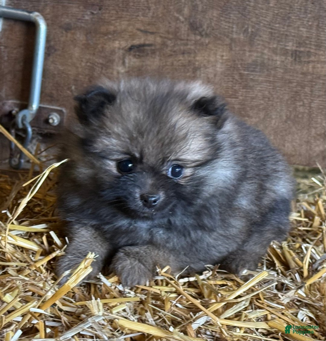 Pomeranian dogs for sale: Emma - Ad 3