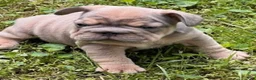 French Bulldog dogs for sale: Benny - Ad 3