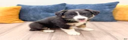 Australian Shepherd dogs for sale: Sadie - Ad 3