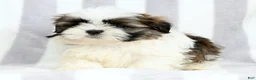 Shih Tzu dogs for sale: Marshall - Ad 8