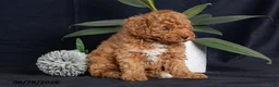 Miniature Poodle dogs for sale: Pecan - Ad 3