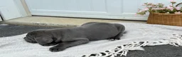 Cane Corso dogs for sale: Brute - Ad 11