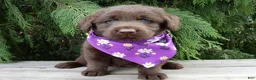 Labradoodle dogs for sale: Bailey  - Ad 4