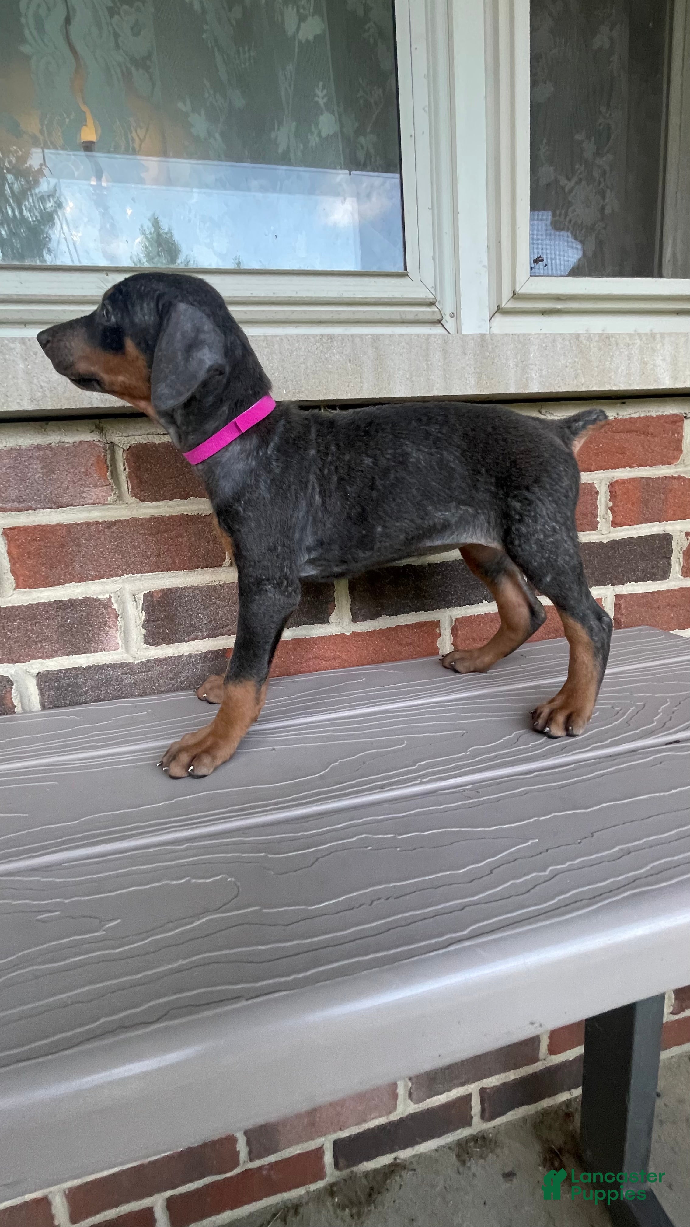 Doberman Pinscher dogs Pheonix - Ad 1
