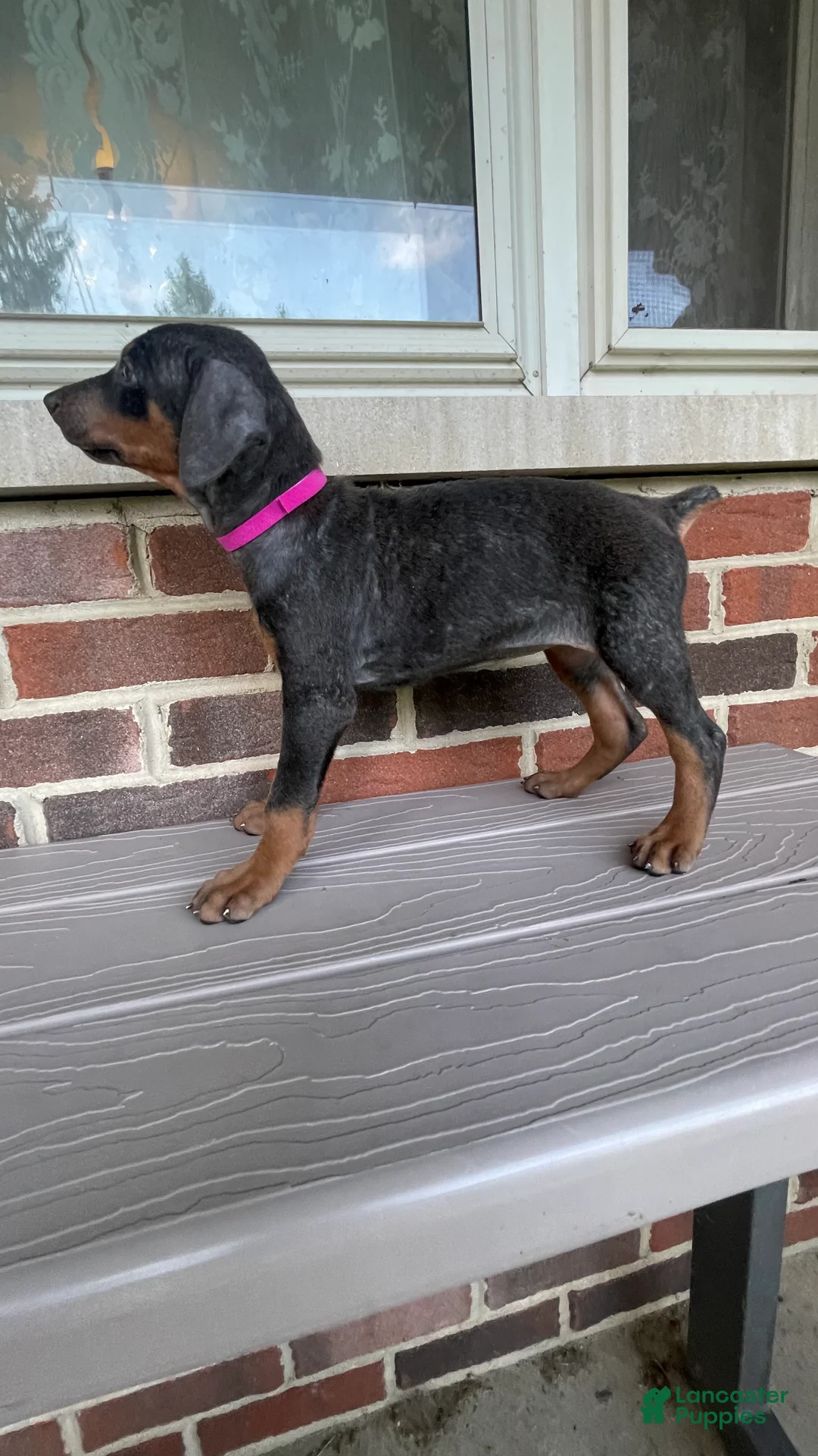 Doberman Pinscher dogs for sale: Pheonix - Ad 1