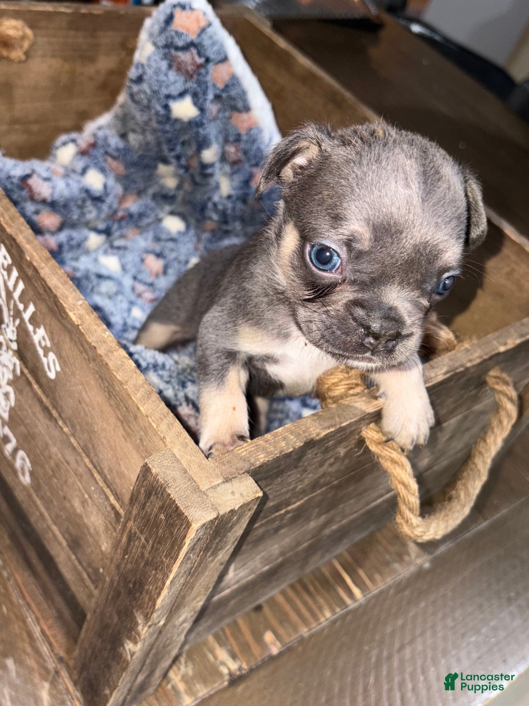 French Bulldog dogs for sale: Onyx Male - Ad 1