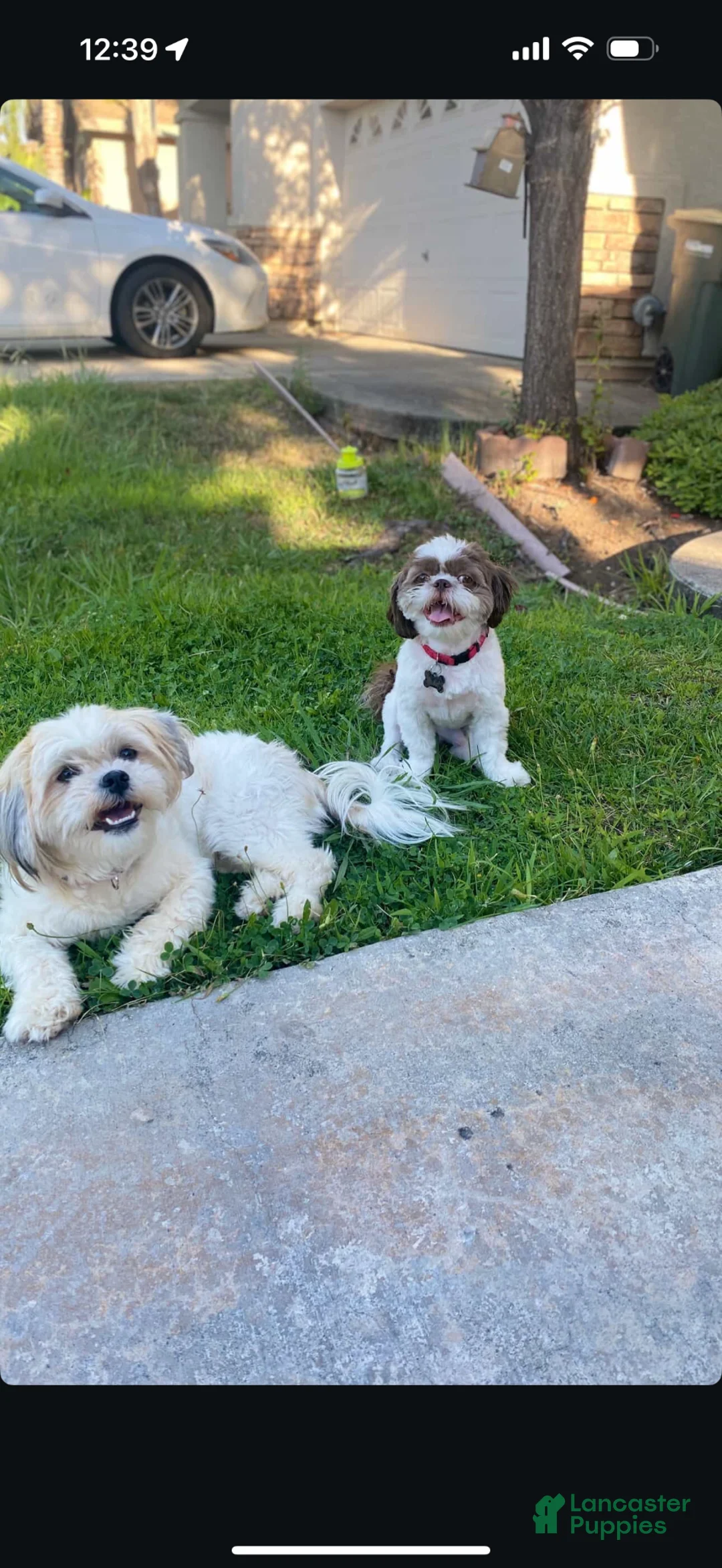 Mixed Breed dogs for sale: Mixed Breed Puppy 3 - Ad 3