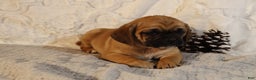 Puggle dogs for sale: Turner - Ad 2