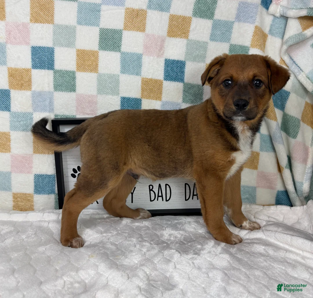 Australian Cattle Dog dogs for sale: Rueben  - Ad 5