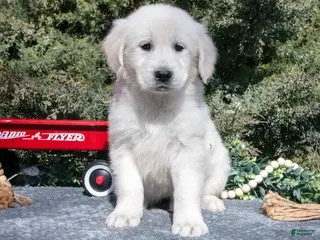 Golden Retriever dogs for sale: Marsha - Ad 3