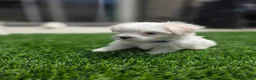 Maltese dogs for sale: 🐾 Adorable Male Maltese Puppy Looking for His Forever Home! 🐾 - Ad 6