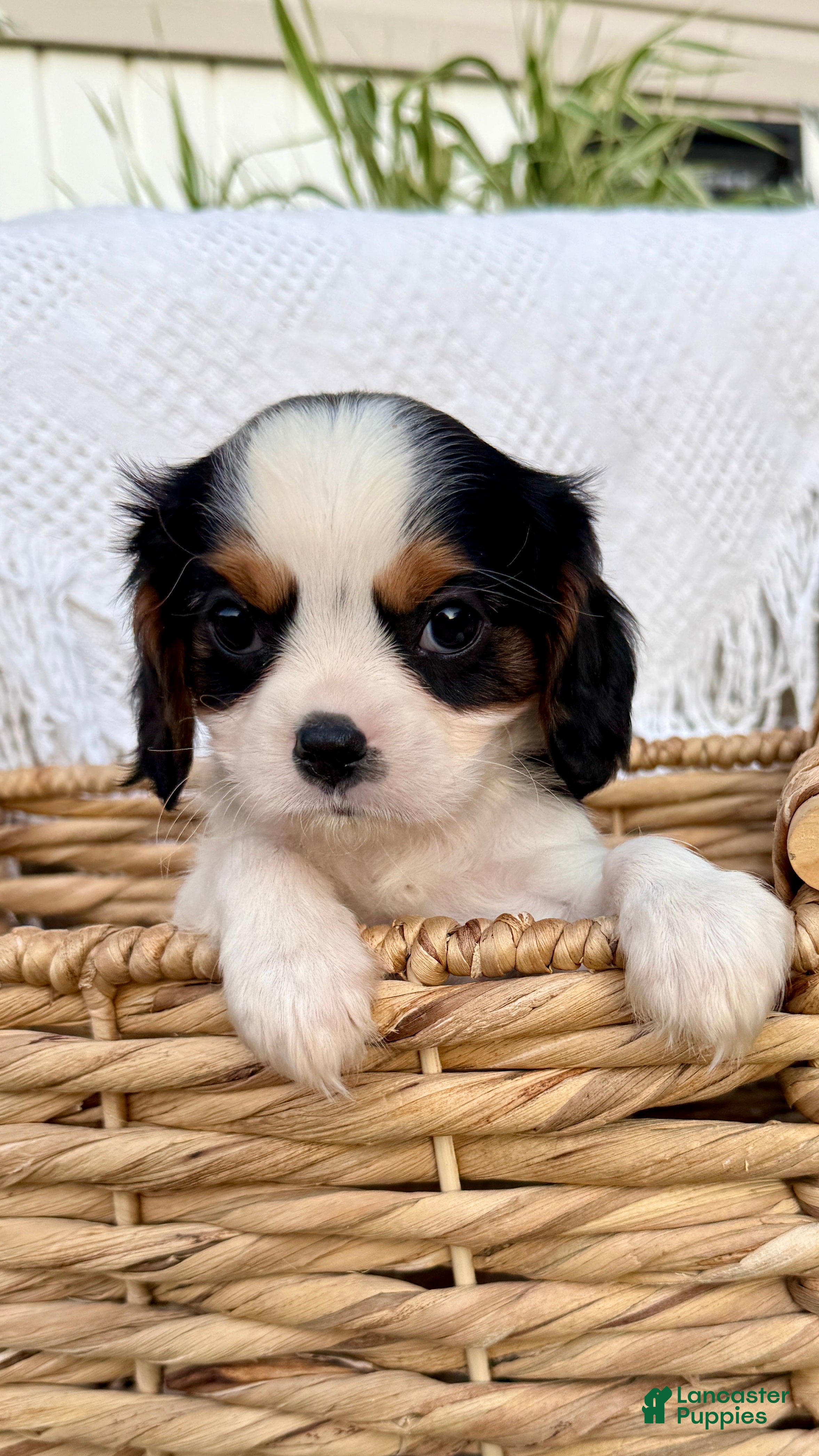 Cavalier King Charles Spaniel dogs Oscar - Ad 1