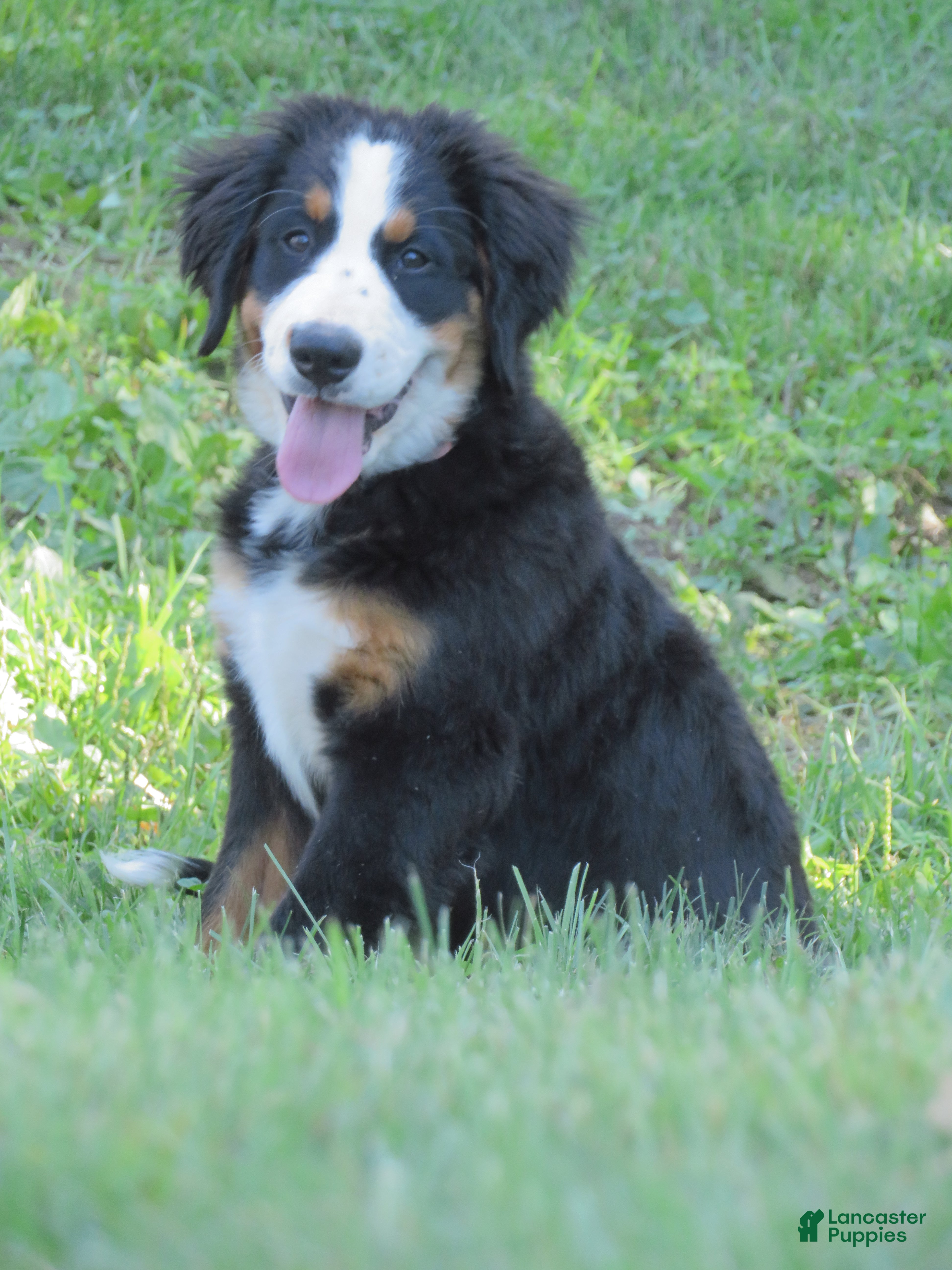 Bernese Mountain Dog dogs Jaci  - Ad 26