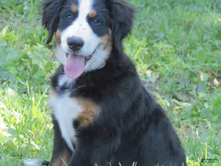 Bernese Mountain Dog dogs Jaci - Ad 26