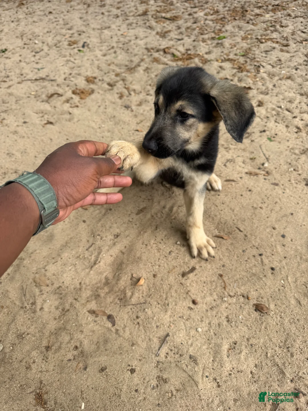 Mixed Breed dogs for sale: Chloë - Ad 2
