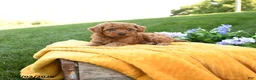 Toy Poodle dogs for sale: Brynn - Ad 4