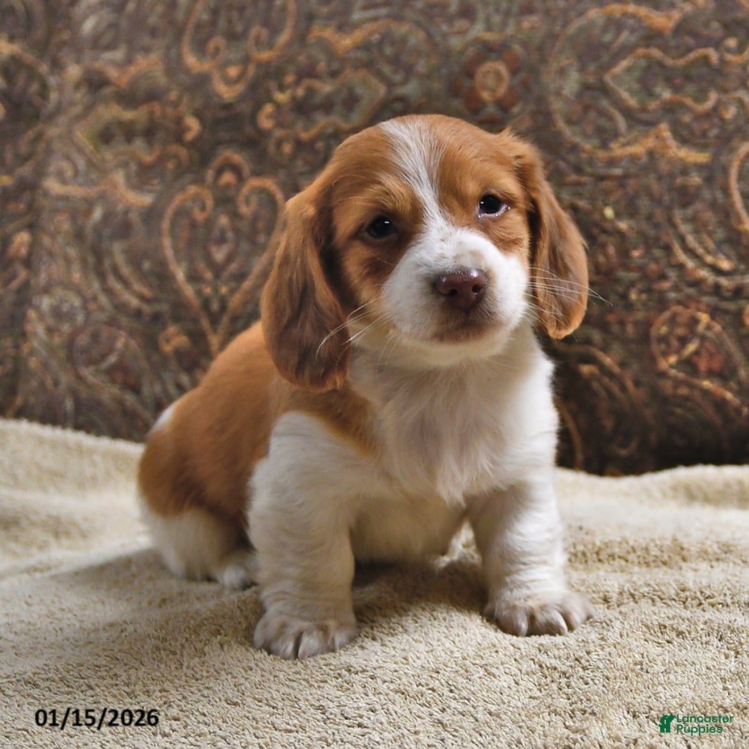 Miniature Dachshund dogs for sale: Frisky - Ad 1