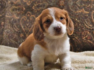 Miniature Dachshund dogs Frisky - Ad 35