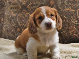 Miniature Dachshund dogs Frisky - Ad 2