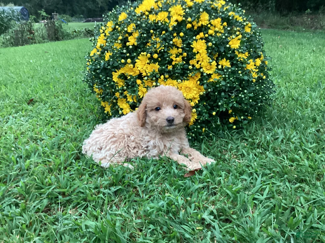 Mini Goldendoodle dogs for sale: River - Ad 1