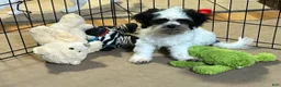 Shihpoo dogs for sale: Shihpoo 1 - Ad 8