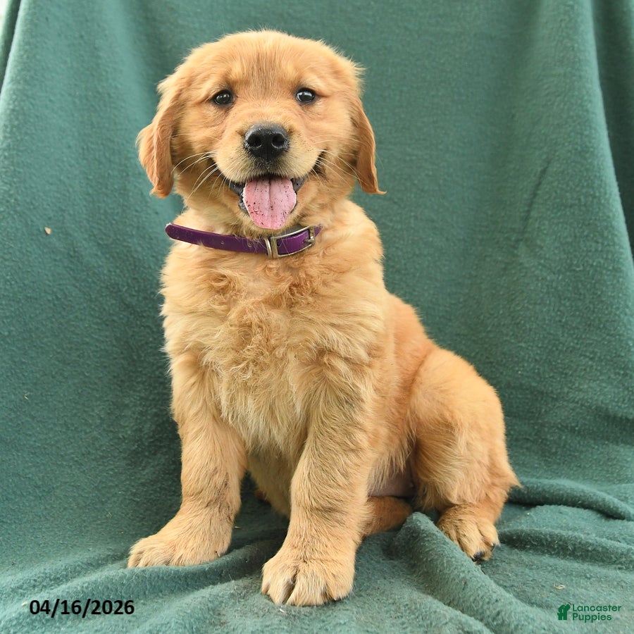 Golden Retriever dogs Rachel - Ad 2