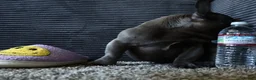 French Bulldog dogs for sale: Frenchie  - Ad 4