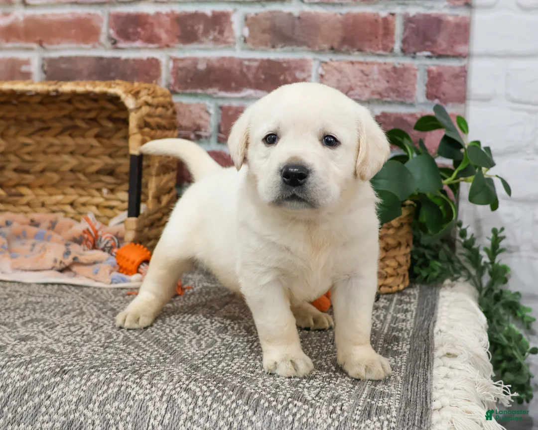 Labrador Retriever dogs for sale: Julian  - Ad 5