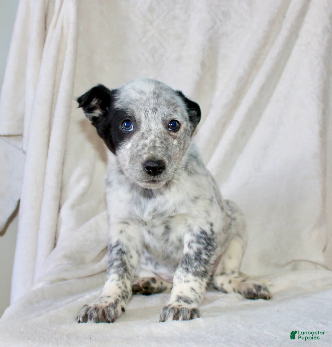 Australian Cattle Dog dogs for sale: Randy - Ad 2