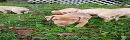 Mixed Breed dogs for sale: Rednose Female - Ad 7