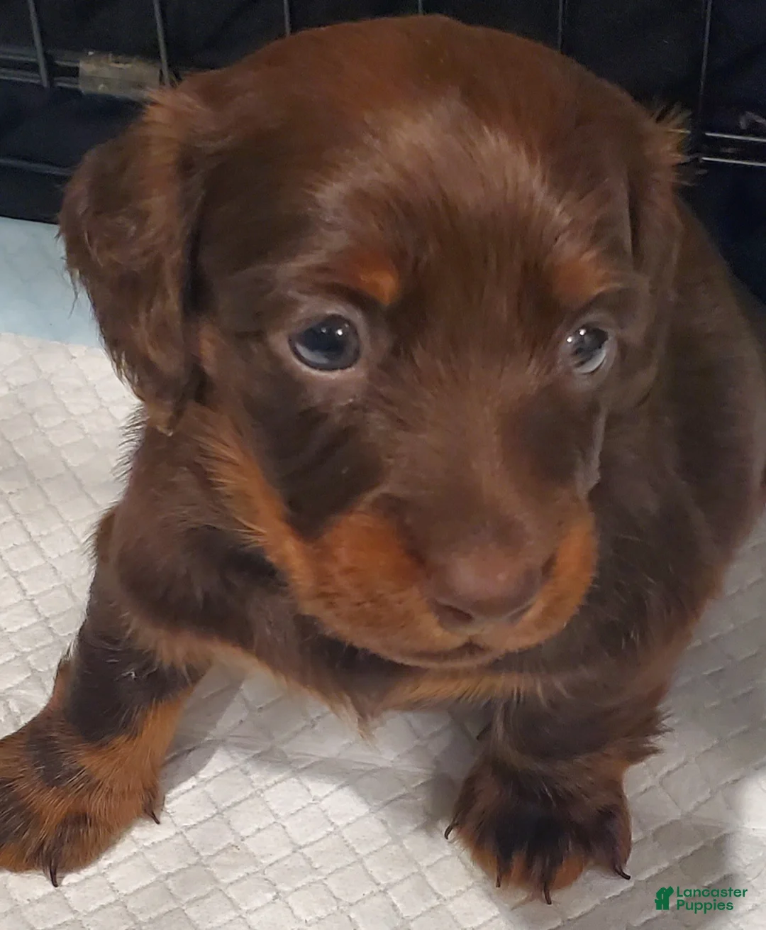 Miniature Dachshund dogs for sale: Miniature Dachshund 1 - Ad 1