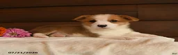 Welsh Corgi Pembroke dogs for sale: Sparkle - Ad 2