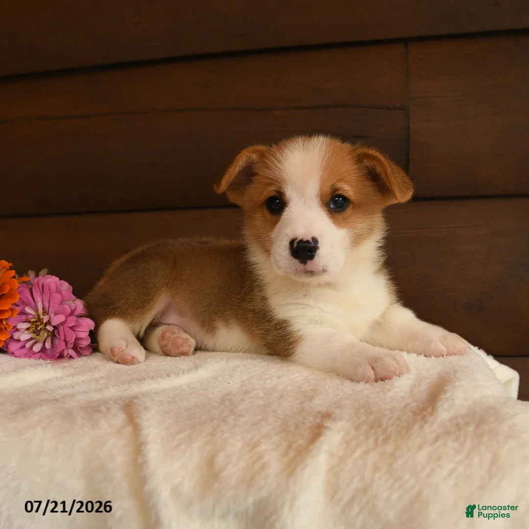 Welsh Corgi Pembroke dogs for sale: Sparkle - Ad 2