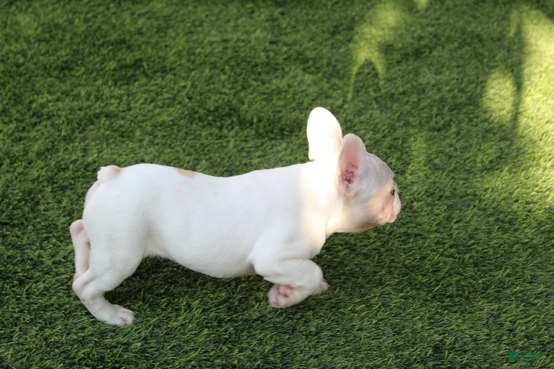 French Bulldog dogs for sale: French Bulldog Puppy 1 - Ad 4