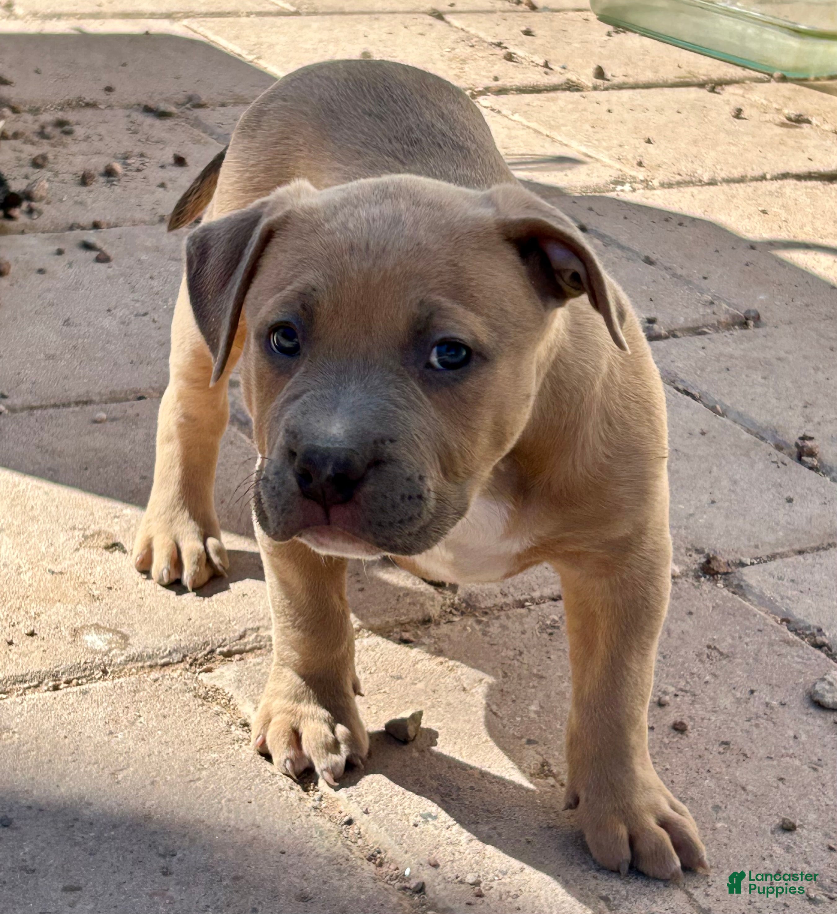 American Bully dogs BISON - Ad 4