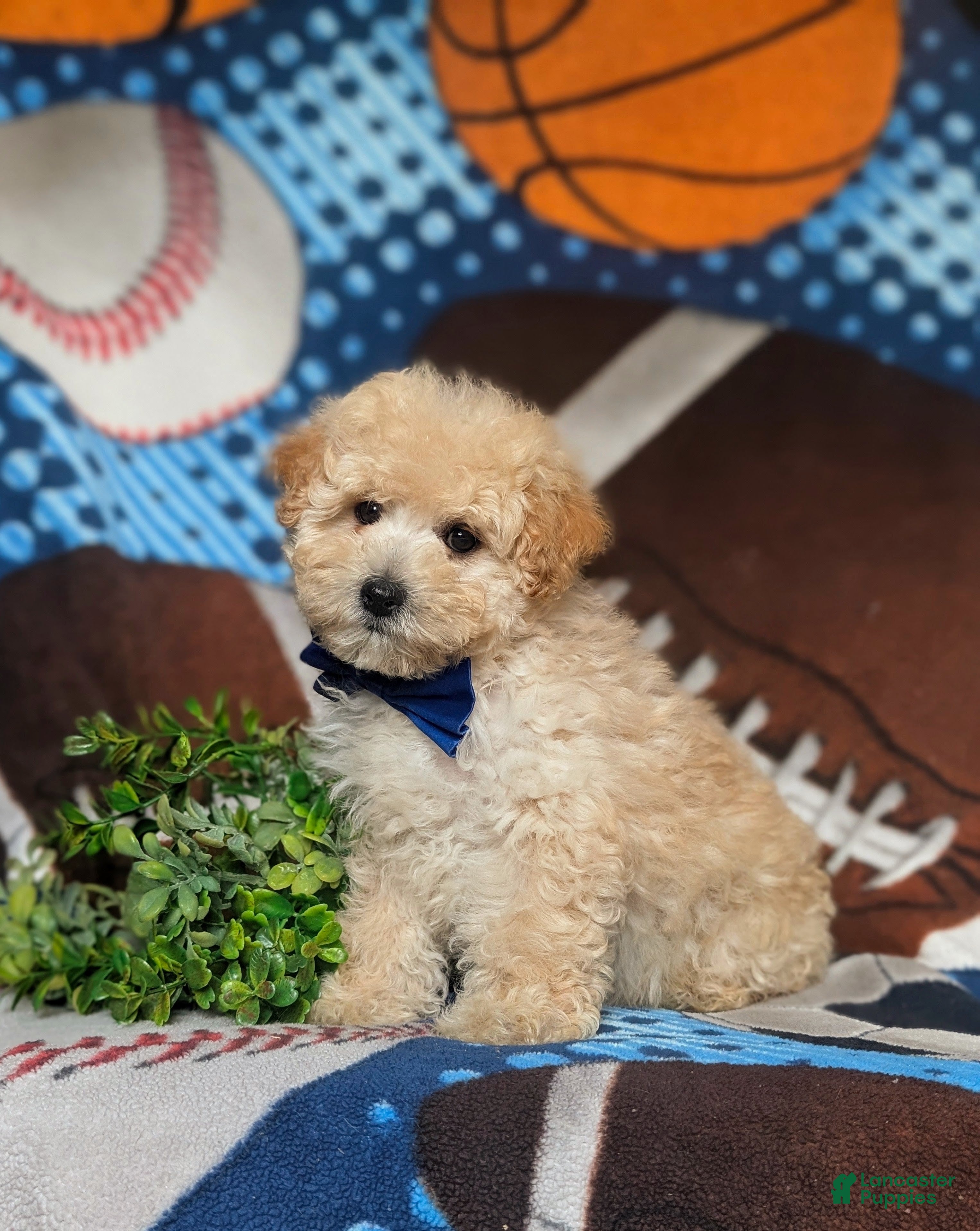 Maltipoo dogs Wendell - Ad 1