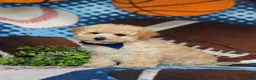 Maltipoo dogs for sale: Wendell - Ad 1