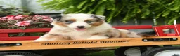 Australian Shepherd dogs for sale: Storm   - Ad 3