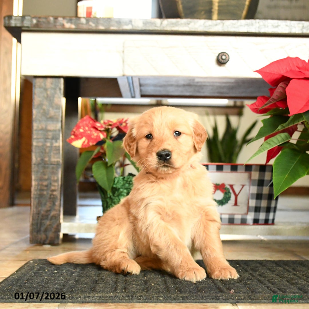 Golden Retriever dogs for sale: Rodger - Ad 1